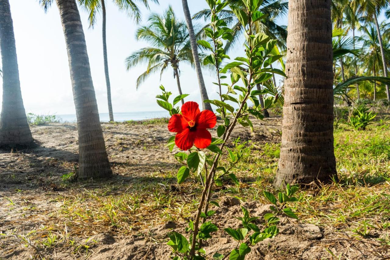 Hibiscus Beach House Pangani エクステリア 写真
